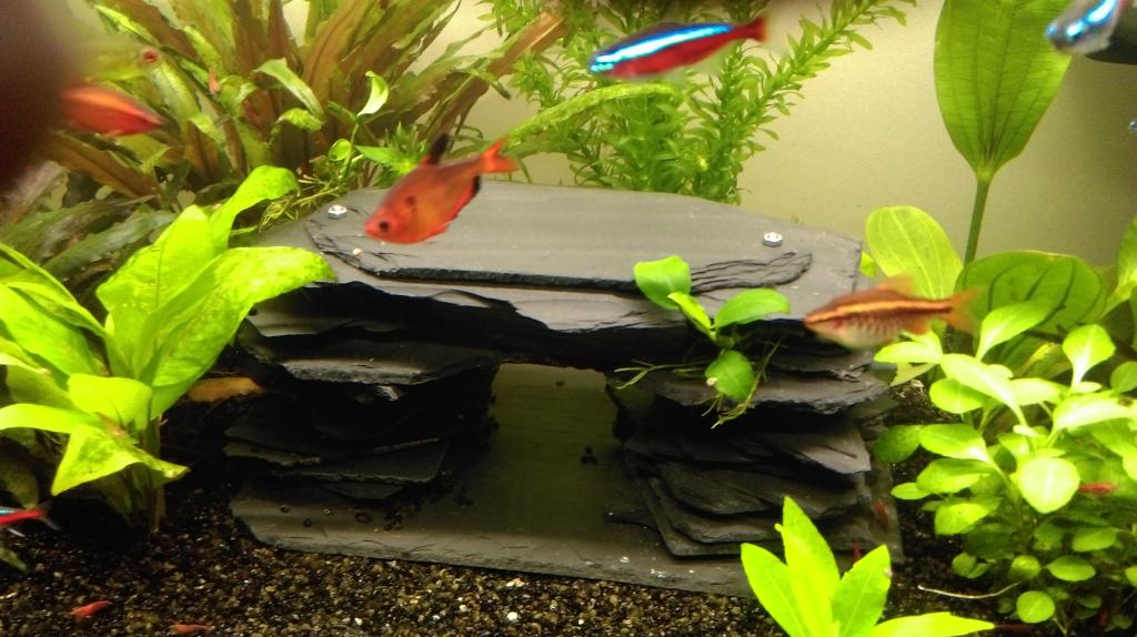 Mon nouveau aquarium Imag0038-min-4da33e2