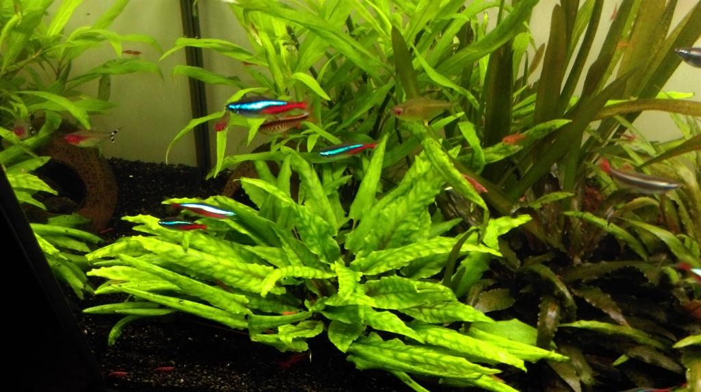 Mon nouveau aquarium Imag0027_1600x896-4d97bf1
