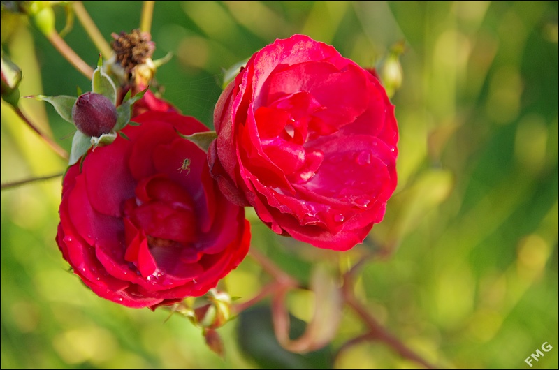 http://img110.xooimage.com/files/0/4/6/k5__3535_v-4dea414.jpg