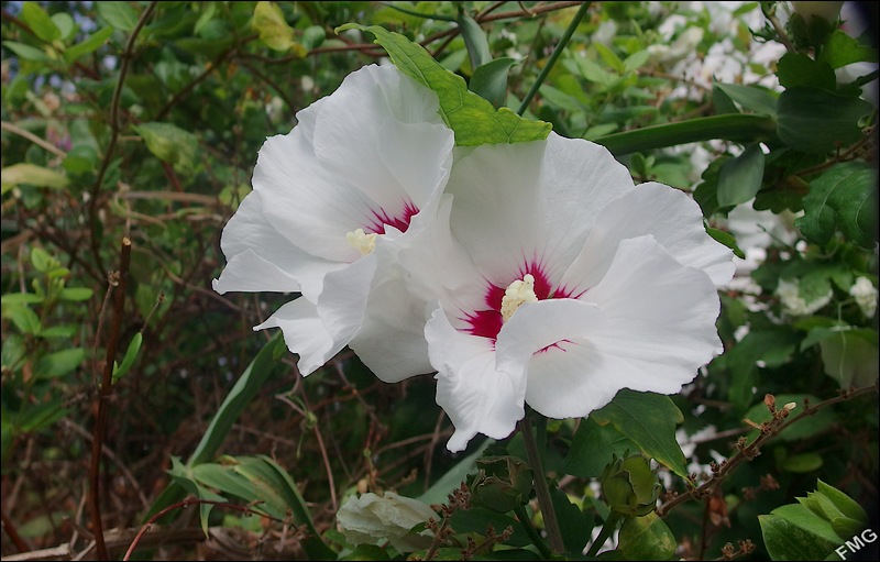 http://img110.xooimage.com/files/0/4/f/mxfg2574_c_v-4bfbccc.jpg