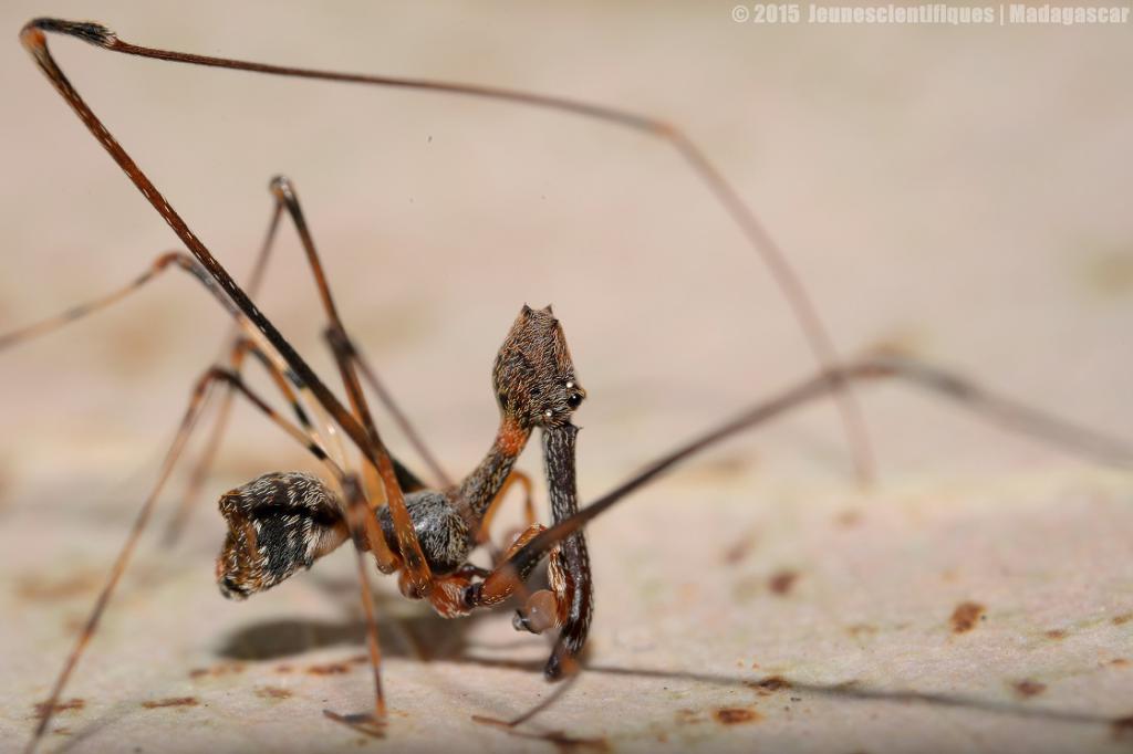 Madagascar 2015 Dsc_7314_gf-4ce564a