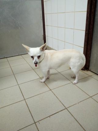 JADE chihuahua Img_20171206_143412-5391bc5