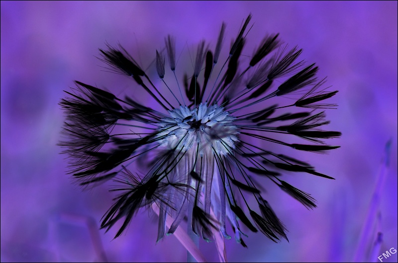 http://img110.xooimage.com/files/0/9/d/k5__9895_neg_v-4ba4d02.jpg