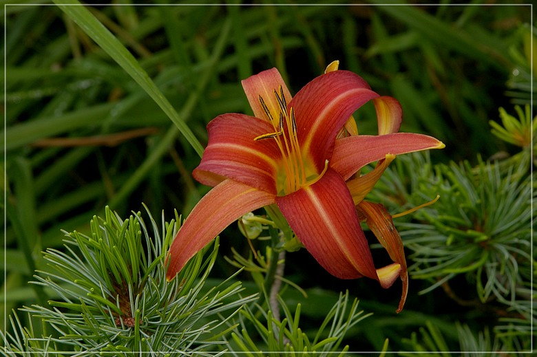http://img110.xooimage.com/files/0/b/7/imgp1597_f_v-4e7a494.jpg