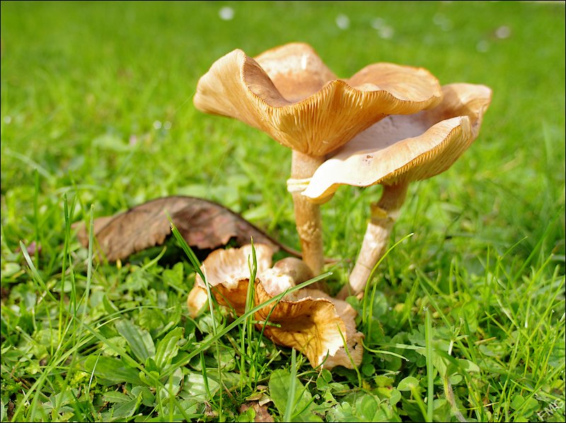 http://img110.xooimage.com/files/0/b/7/k5__2956_c_v-4d31379.jpg