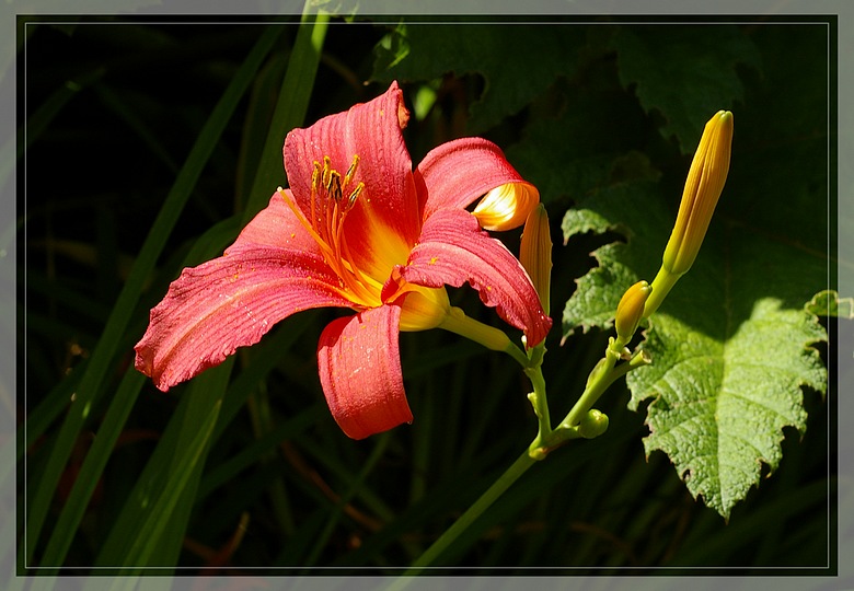 http://img110.xooimage.com/files/0/b/d/imgp8039_c_v-4e7a4b0.jpg