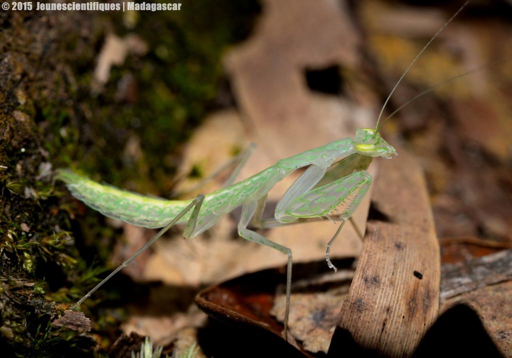 Madagascar 2015 Dsc_1844_gf-4ce54ad