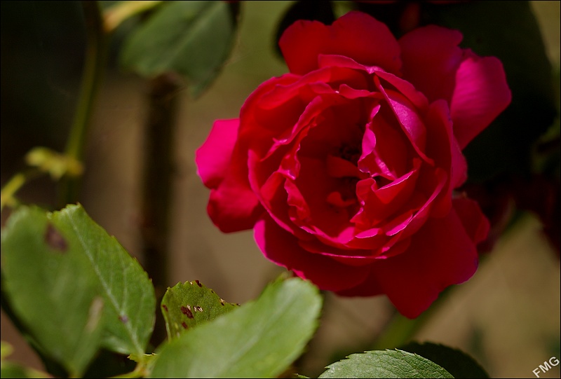 http://img110.xooimage.com/files/1/0/b/imgp4898_c_v-4bac7e5.jpg