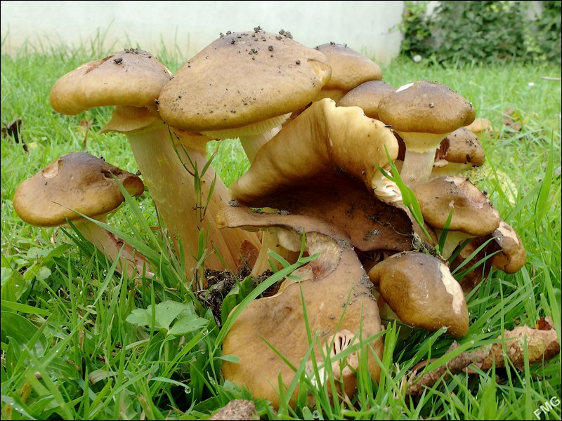 http://img110.xooimage.com/files/1/1/3/mxfg3710_v-4d29eb4.jpg