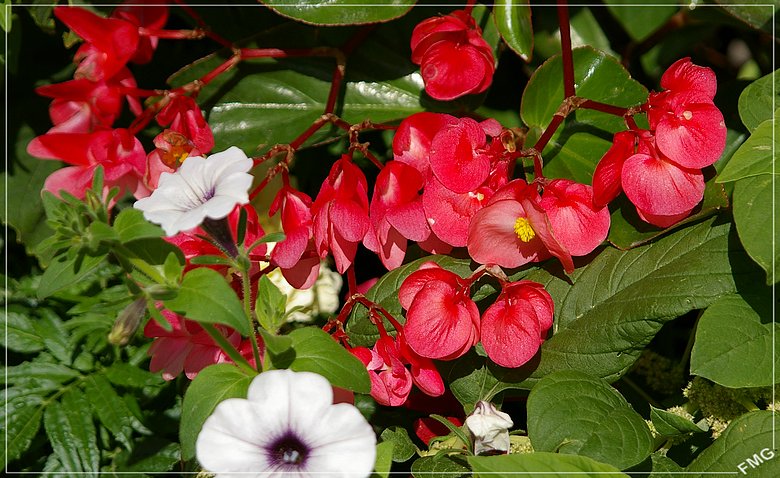 http://img110.xooimage.com/files/1/1/a/imgp9547_c_v-4e795a1.jpg