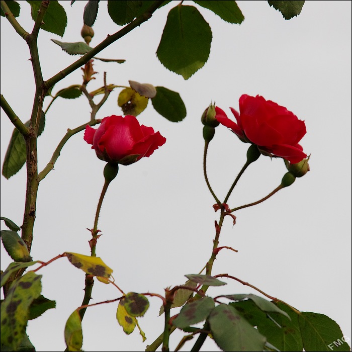 http://img110.xooimage.com/files/1/1/c/k5__3368_ck_v-4da575a.jpg