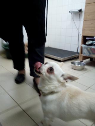 JADE chihuahua Img_20171206_143857-5391bae