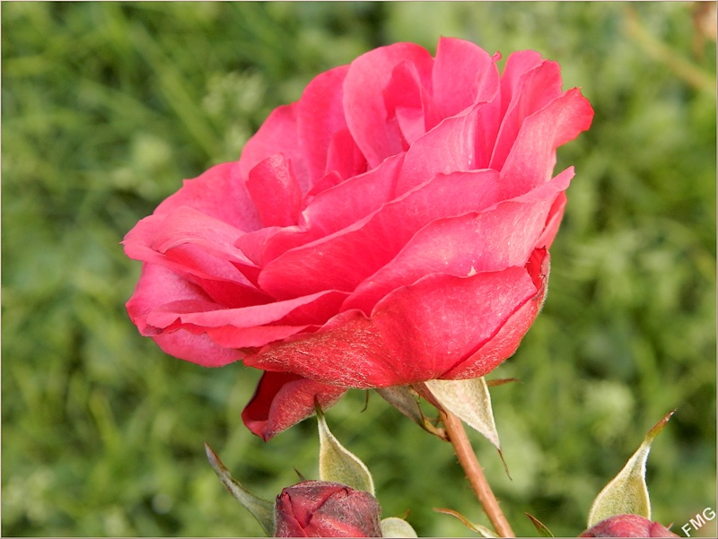 http://img110.xooimage.com/files/1/3/4/p1080589_v-4e043fd.jpg