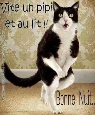 Bonjour / Bonsoir d' AOUT - Page 5 Dfd2df56829755e1f...oto-chat-52f0bf3