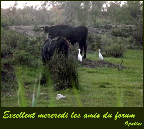 Bonjour du mois d'Avril 2019 - Page 3 Mercredi-24-54f0895