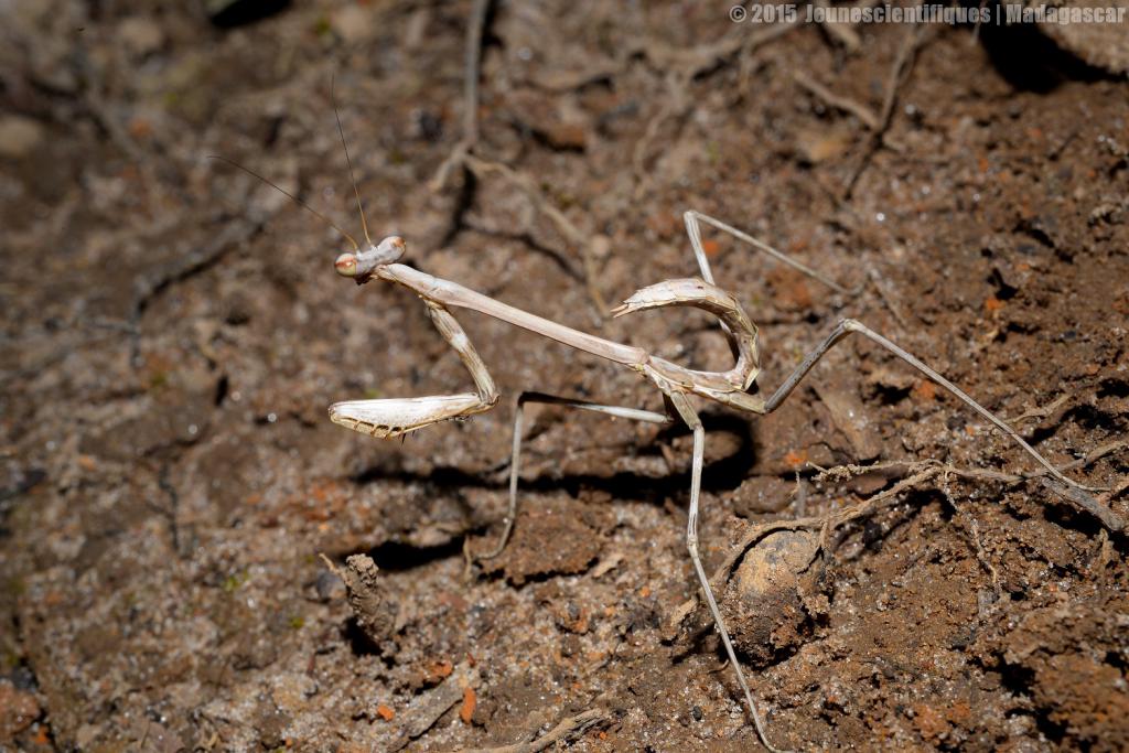 Madagascar 2015 Dsc_3858_gf-4ce54bc