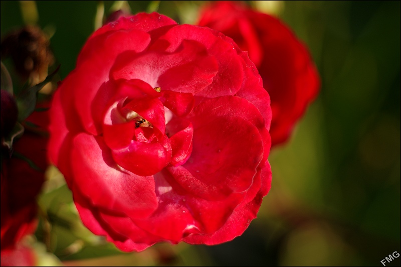 http://img110.xooimage.com/files/1/a/7/imgp9553_v-4e009cd.jpg