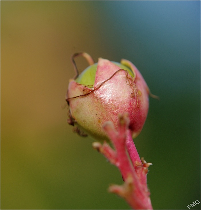 http://img110.xooimage.com/files/1/b/a/imgp9326_c_v-4ccf2f7.jpg