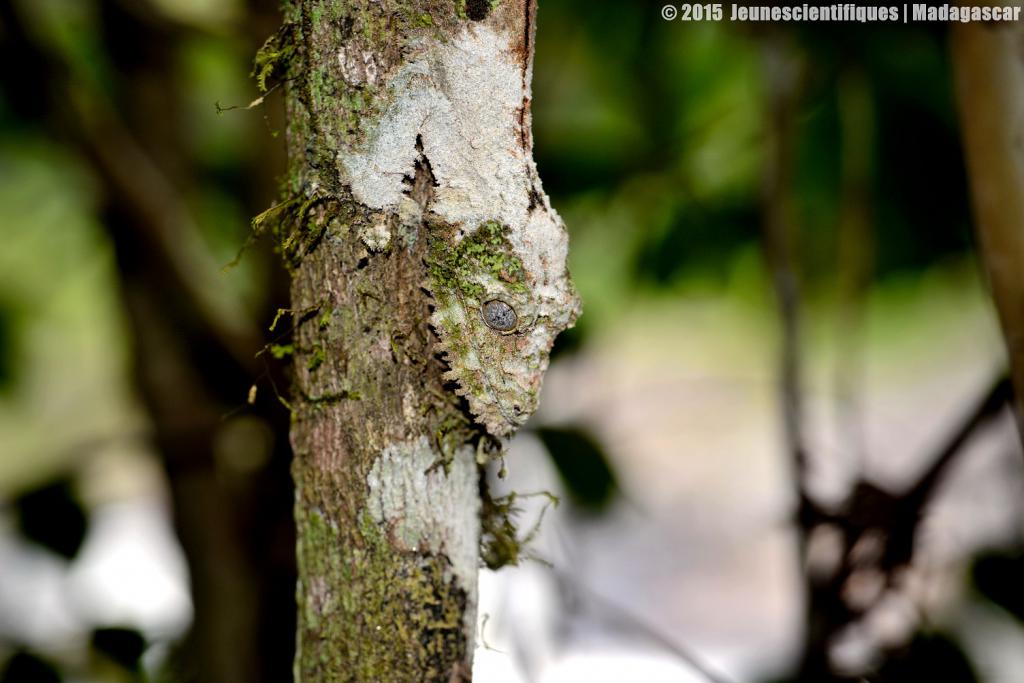 Madagascar 2015 Dsc_4678_gf-4ce54d5