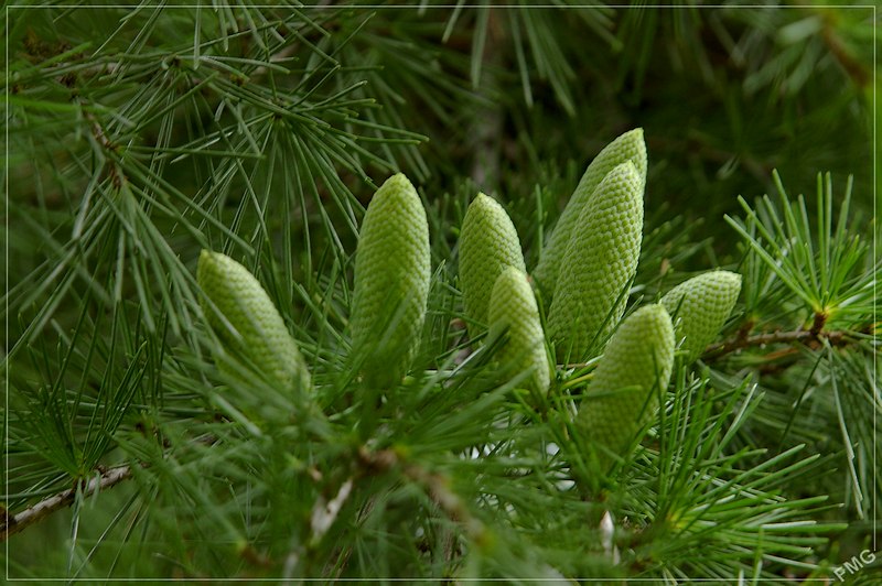 http://img110.xooimage.com/files/1/e/e/imgp2041m_v-4e6e69f.jpg