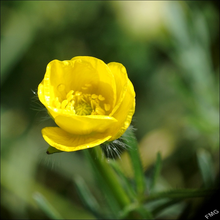 http://img110.xooimage.com/files/1/e/f/msfg0443_v-4e88b98.jpg