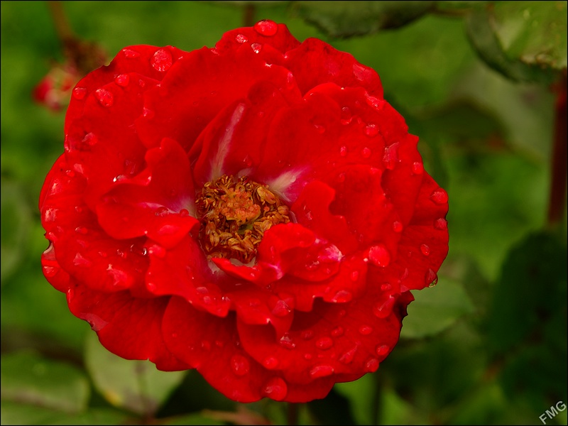 http://img110.xooimage.com/files/1/f/4/k5__3149_c_v-4d528a0.jpg