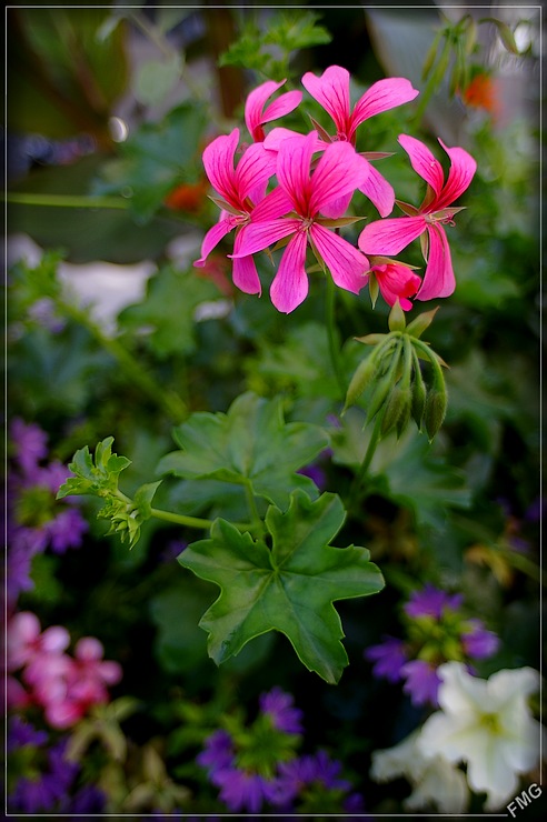 http://img110.xooimage.com/files/1/f/e/imgp0126_p_v-4c2eb93.jpg