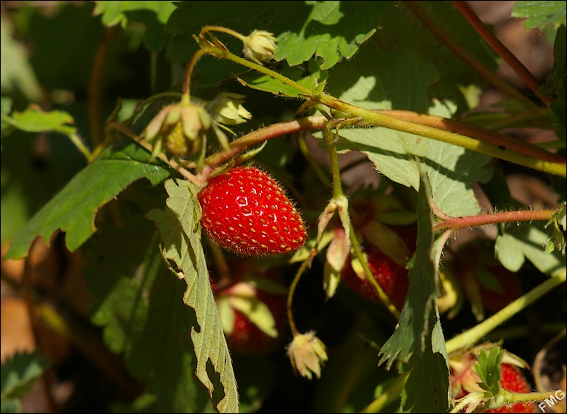 http://img110.xooimage.com/files/2/1/e/imgp4914_c_v-4bb5fe0.jpg