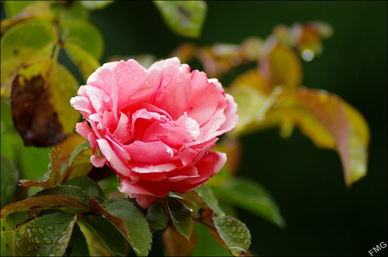 http://img110.xooimage.com/files/2/2/0/k5__2908_v-4d1ac1b.jpg