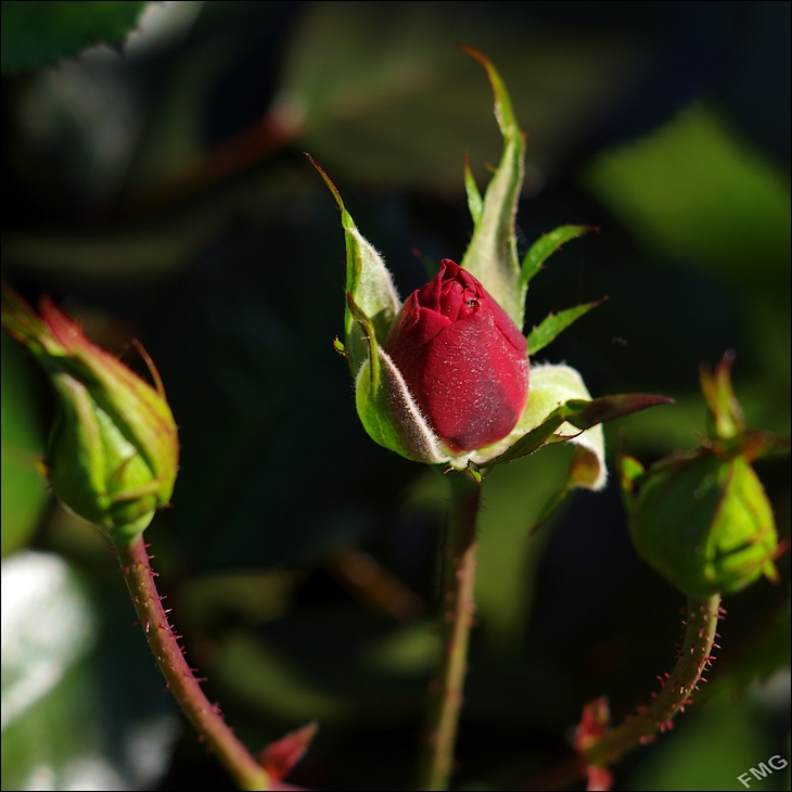 http://img110.xooimage.com/files/2/3/1/k5__2853_ck_v-4d2fcc5.jpg