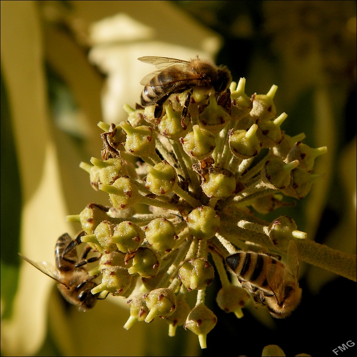 http://img110.xooimage.com/files/2/3/5/pa180346_dk_v-4d7128f.jpg