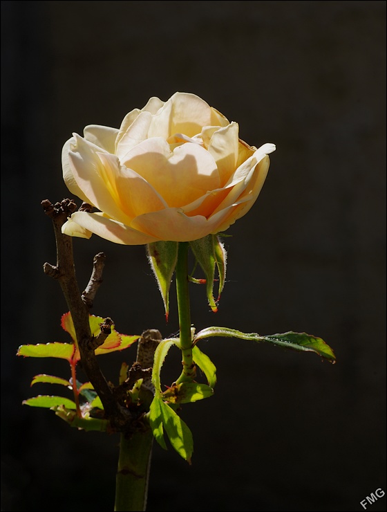 http://img110.xooimage.com/files/2/5/b/k5__0928_cp_v-4b9e971.jpg