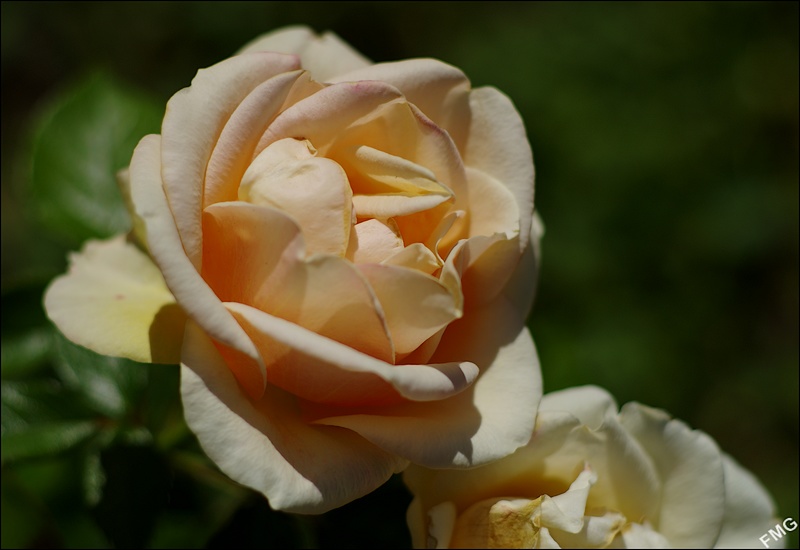 http://img110.xooimage.com/files/2/8/f/k5__0933_c_v-4b9e97a.jpg