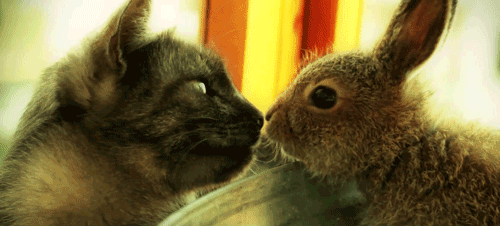 Tendresse Animale ... Toute une Passion ! Photofunky-2--5362080
