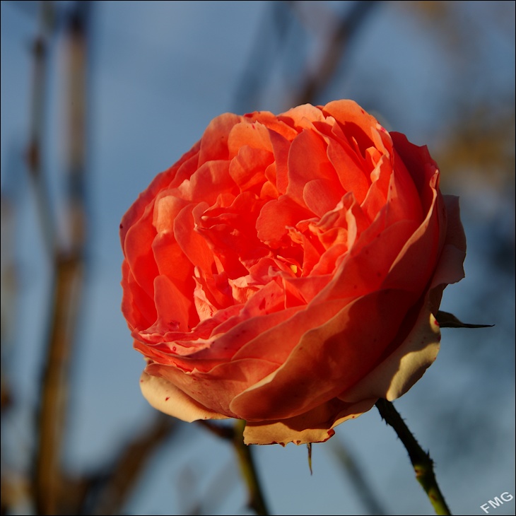 http://img110.xooimage.com/files/2/b/d/k5__3187_ck_v-4d61374.jpg