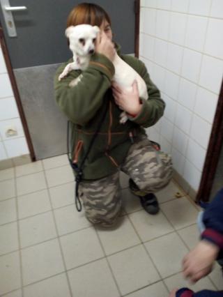 JADE chihuahua Img_20171206_144104-5391bbf