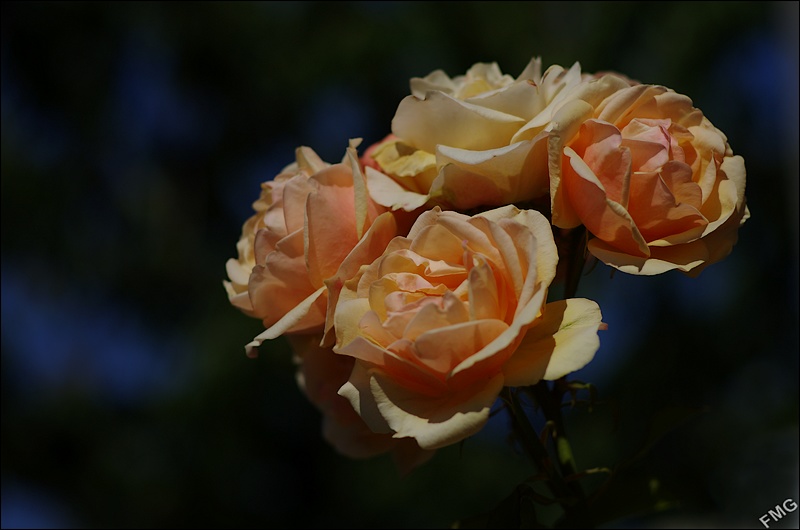 http://img110.xooimage.com/files/2/e/8/k5__0936_v-4b9e984.jpg