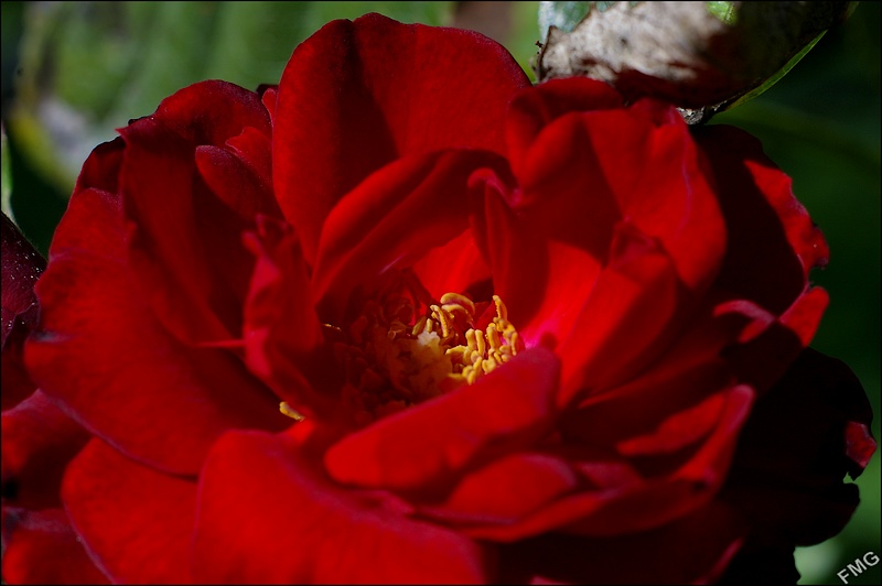 http://img110.xooimage.com/files/2/f/3/imgp5178_v-4d6b094.jpg