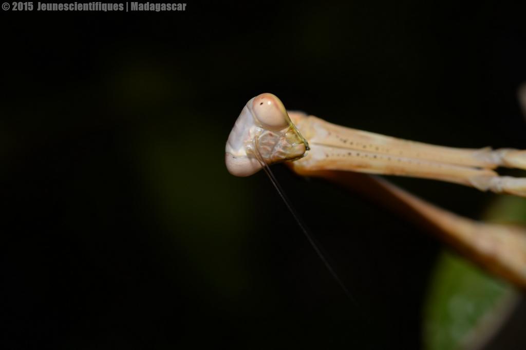 Madagascar 2015 Dsc_6326_gf-4ce565f