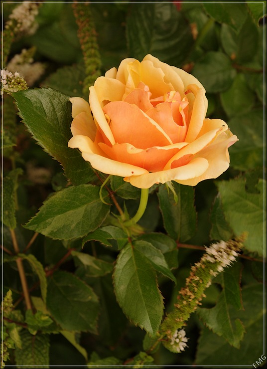 http://img110.xooimage.com/files/3/3/0/imgp3055_dp_v-4da2314.jpg