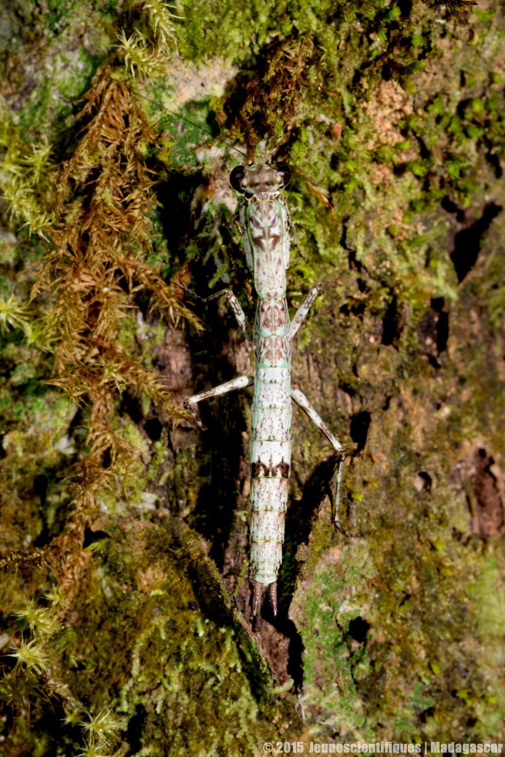 Madagascar 2015 Dsc_8975_gf-4ce568a