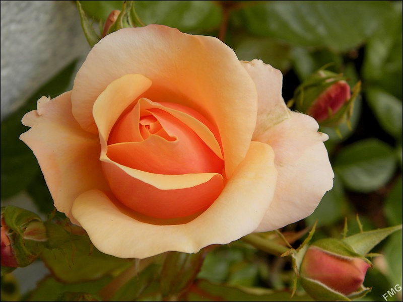 http://img110.xooimage.com/files/3/4/d/p5280200_e_v-4c2aac7.jpg