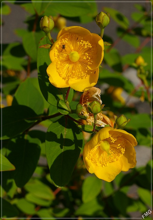 http://img110.xooimage.com/files/3/6/6/imgp4816m_dp_v-4dbf369.jpg