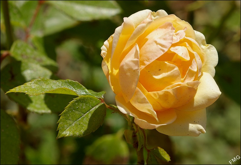 http://img110.xooimage.com/files/3/7/a/imgp4871_c_v-4bac7fa.jpg