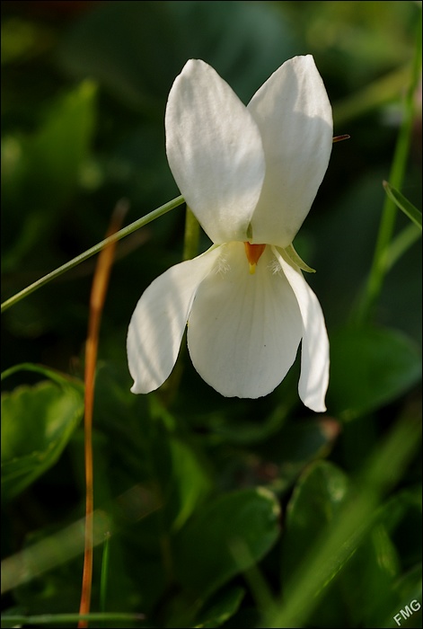 http://img110.xooimage.com/files/3/b/0/imgp1919_dp_v-4df358e.jpg
