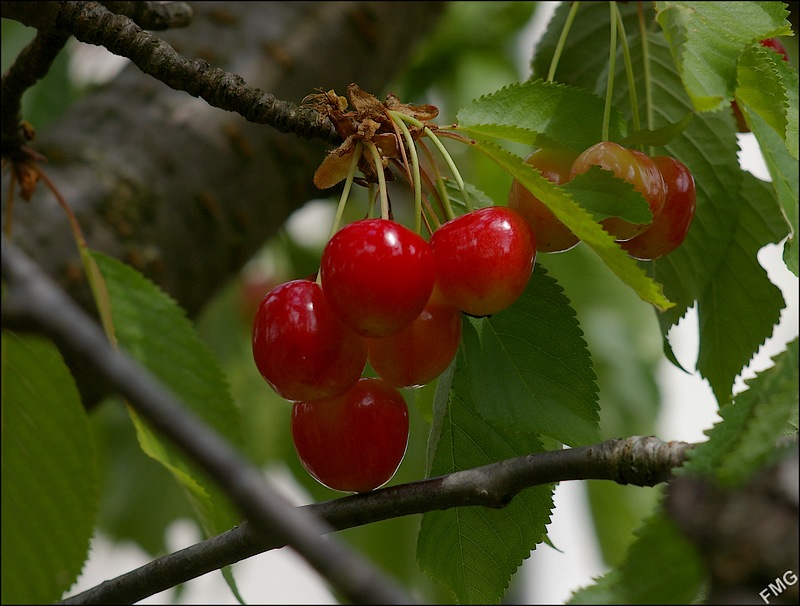 http://img110.xooimage.com/files/3/b/6/imgp4986_c_v-4bbceb3.jpg