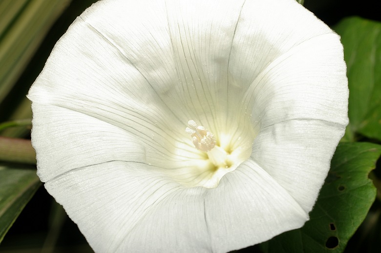 http://img110.xooimage.com/files/3/d/2/imgp5761_f_v-4dda6a4.jpg