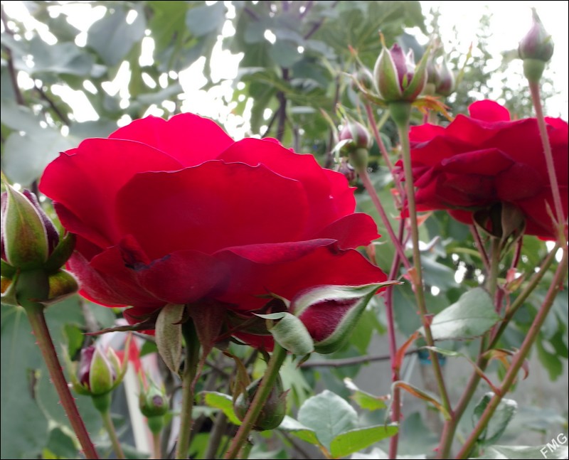 http://img110.xooimage.com/files/3/e/7/mxfg3713_c_v-4d29ebd.jpg