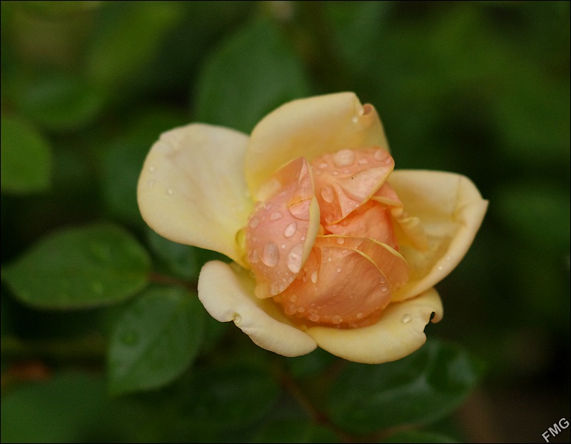 http://img110.xooimage.com/files/3/e/8/k5__1335_c_v-4c276e9.jpg