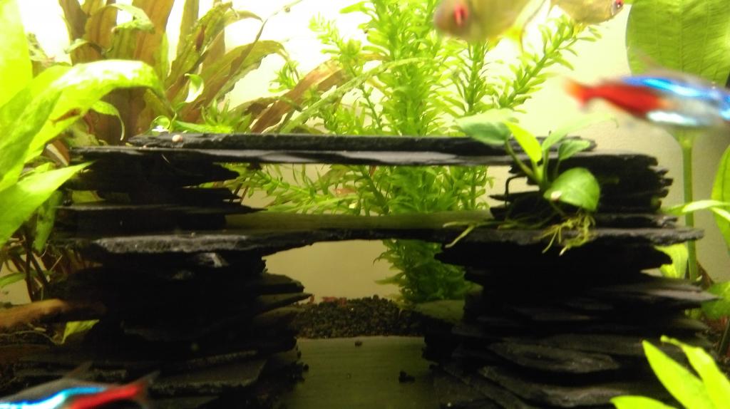 Mon nouveau aquarium Imag0037-min-4da33f2